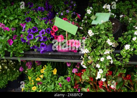 assortiment de fleurs pétunia dans des pots sur les étagères du magasin avec un signe vert Banque D'Images