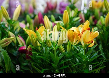 Fleurs lys dans le magasin. Beau bouquet frais Banque D'Images