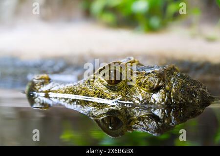 Contact visuel avec la tête d'un crocodile ou d'un alligator dans l'eau Banque D'Images