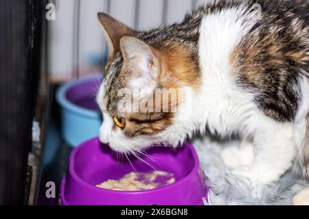 Un Felidae domestique à poil court, un chat carnivore de petite à moyenne taille, mange dans un bol rose avec des moustaches et un museau d'un magasin de fournitures pour animaux de compagnie Banque D'Images