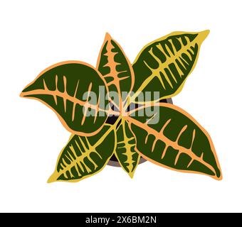 Vecteur de vue de dessus de plante de maison colorée Croton. Illustration de Vecteur