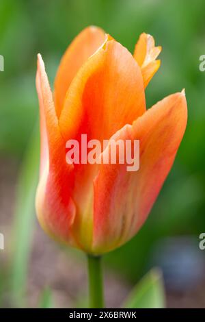 Tulipe orange Empereur fleurissant dans le jardin, macro photo d'une seule fleur de tulipe orange en gros plan Banque D'Images