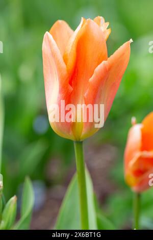 Tulipe orange Empereur fleurissant dans le jardin, macro photo d'une seule fleur de tulipe orange en gros plan Banque D'Images