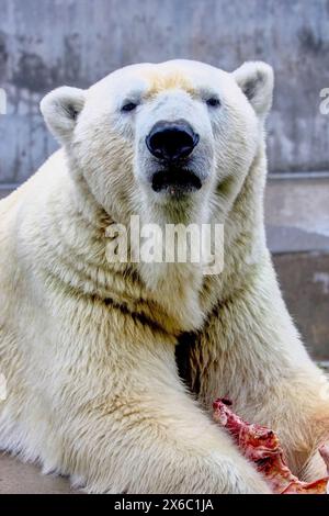 Un ours polaire carnivore, Ursus maritimus, se trouve dans son environnement naturel, tenant un morceau de viande. Sa fourrure se marie avec le paysage naturel tandis que moi Banque D'Images