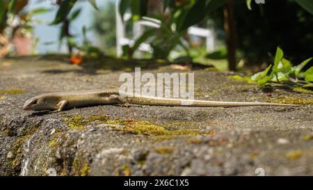 lézard brun dans la nature en plein air Banque D'Images