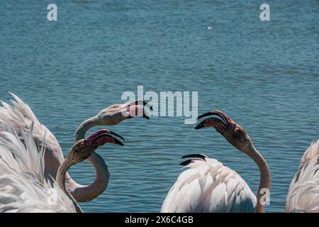 Flamants roses vocalisants, becs vibrants, Parc ornithologique, fond d'eau. Banque D'Images