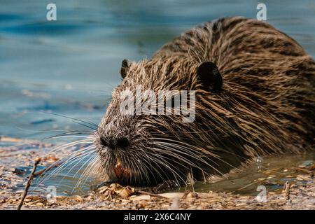 Gros plan d'un coypu humide grignotant près d'une rivière en France Banque D'Images