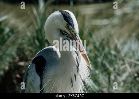 Gros plan d'un héron gris dans un habitat naturel de marais Banque D'Images