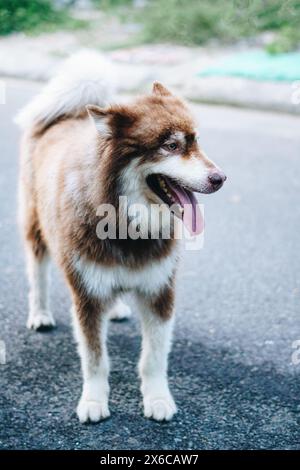 Gros plan portrait gros chien Malamute blanc brun d'Alaska. Pattes de vue avant debout pour animaux de compagnie Banque D'Images
