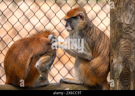 Singe Grivet Banque D'Images