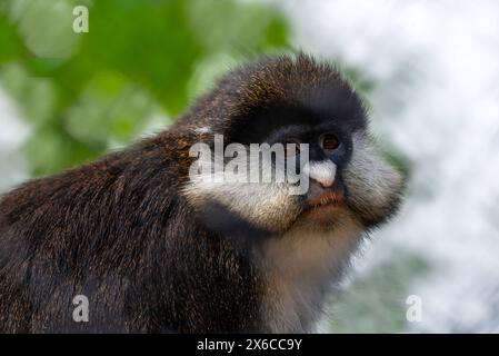 le guenon de schmidt Banque D'Images