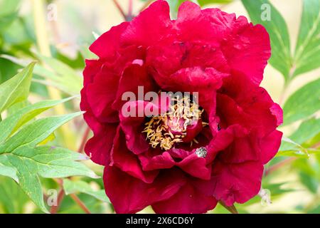 Rouge, Paeonia 'Hephestos' Flower Flowers Blooming Blooms in Bloom, Paeonia lutea Hybrid Tree pivoines Banque D'Images