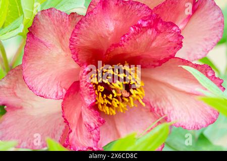 Rose rouge Paeonia 'Hesperus' mai printemps, fleur fleurs floraison floraison en fleur, tête Paeonia lutea arbre hybride pivoines Banque D'Images