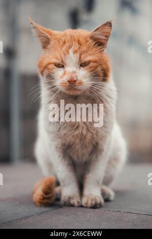 Stray Cat orange Banque D'Images