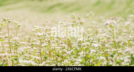 Gros plan de fleurs de sarrasin dans un champ. Champ de sarrasin dans la journée d'été Banque D'Images