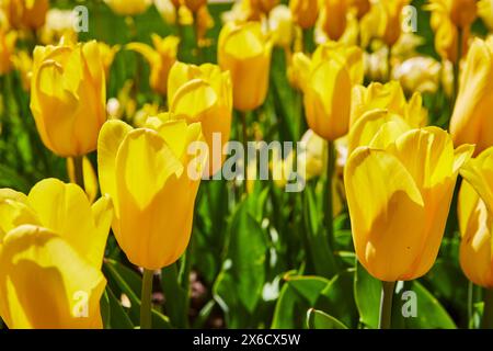 Tulipes jaune vif en plein soleil, vue au niveau des yeux dans le champ Banque D'Images