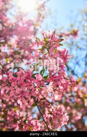 Fleurs de cerisier de printemps en pleine floraison, vue vers le haut ensoleillée Banque D'Images
