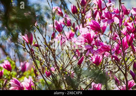 Vivid Pink Magnolia fleurit à la lumière du soleil, faible profondeur de champ Banque D'Images