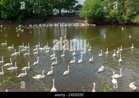 Sanctuaire des cygnes sur la rivière Severn dans la ville de Worcester. Banque D'Images