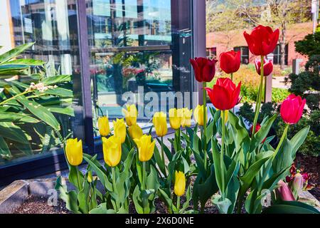 Tulipes rouges et jaunes vives dans Urban Corporate Park, vue à angle bas Banque D'Images