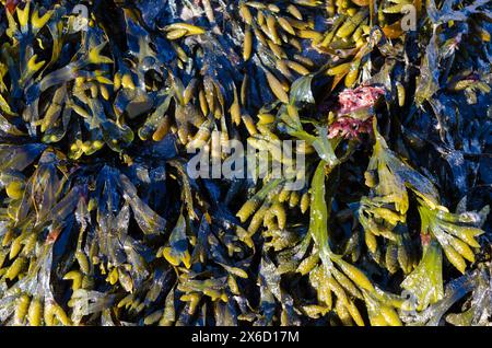 Les algues Bladderwrack (Vessie Fucus) ont échoué sur la plage de Groomsport County Down. Banque D'Images