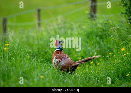 Un Pheasant mâle [Phasianus colchicus] s'éloignant de la caméra le long d'un chemin avec de longues herbes et des fleurs sauvages poussant dedans à côté d'une clôture. Banque D'Images
