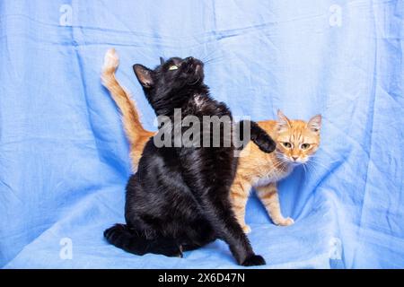 Deux Felidae, petits à moyens chats avec des moustaches et des queues, interagissent de manière ludique sur une couverture bleue. Ils utilisent leurs pattes et leurs museaux à e. Banque D'Images