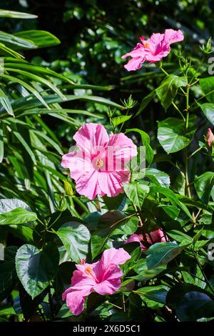 Duo d'hibiscus rose vibrant dans un cadre de jardin naturel Banque D'Images