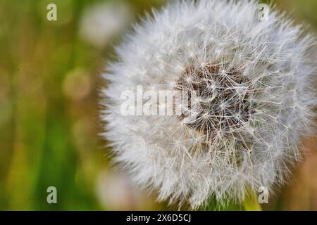 Gros plan macro de la tête de pissenlit avec des parachutes plumeux à la lumière naturelle Banque D'Images