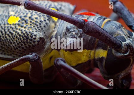 Batocera rubus ou Manggo Longhorn coléoptère est l'un des ravageurs pour la manggo, le durian et d'autres grands arbres. Les larves s'enfoncent dans l'arbre causant des dommages Banque D'Images