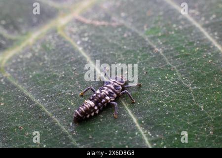 Larve de coccinelle du genre Coccinellidae sur une feuille verte Banque D'Images