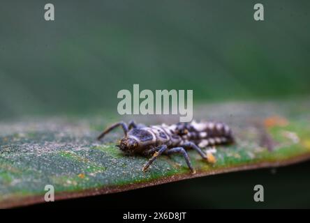 Larve de coccinelle du genre Coccinellidae sur une feuille verte Banque D'Images