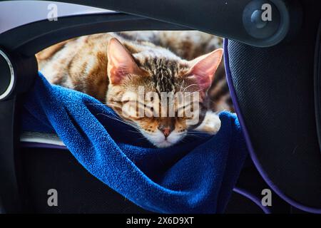 Chat Bengale endormi sur couverture bleue dans une chaise de bureau moderne Banque D'Images