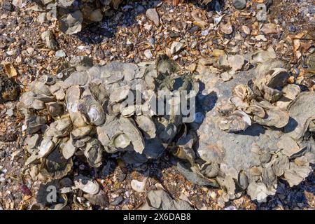 Gros plan d'huîtres incrustées de boue sur la roche le long de la rive de l'Atlantique dans les eaux terrestres près de Charleston, Caroline du Sud. Banque D'Images