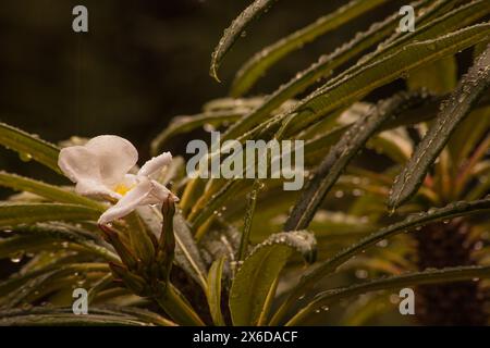 Fleur de palmier de Madagascar Pachypodium lamerei 15873 Banque D'Images