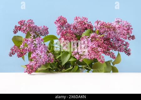Brindilles lilas avec des fleurs violettes sur un fond bleu. Composition printanière des branches des arbres à fleurs Banque D'Images