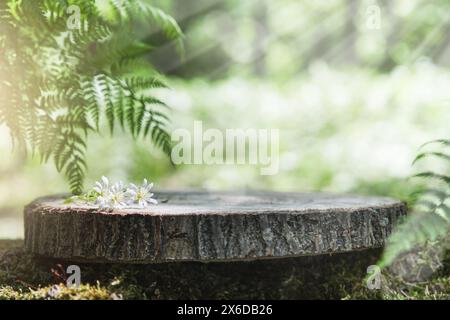 Souche de stand en bois vide dans la mousse avec des feuilles de fougères et des fleurs blanches dans un fond de forêt vert flou naturel extérieur. Contexte pour produit naturel Banque D'Images