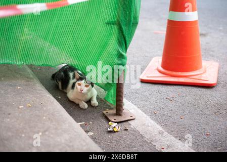 Cat est assis derrière un treillis d'échafaudage près d'un cône de circulation sur la chaussée. Banque D'Images