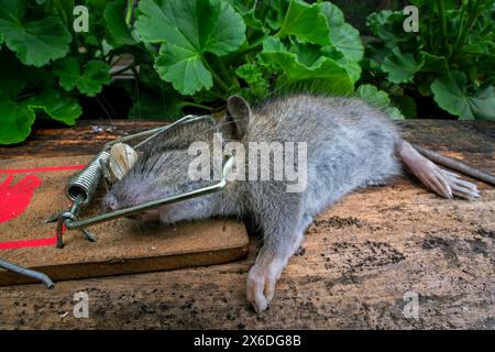 Jeune rat brun / rat commun / rat norvégien / rat norvégien (Rattus norvegicus) juvénile piégé / tué dans une barre à ressort piège à souris dans le jardin Banque D'Images