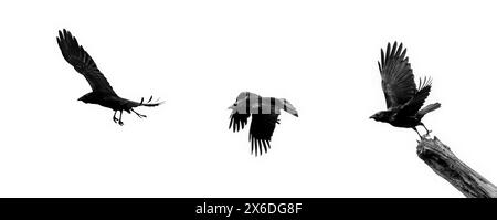 Séquence noire et blanche de corneille de charoie volante (Corvus corone) décollant de l'arbre Banque D'Images