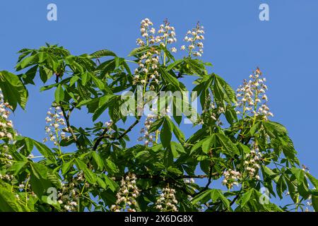 Arbre de châtaignier (Aesculus hippocastanum) en fleurs blanches et feuilles au printemps Banque D'Images