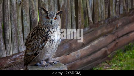 Hibou eurasien stationné sur un bois, ses yeux orange vifs vigilants et son plumage à plumes élaborent. Banque D'Images