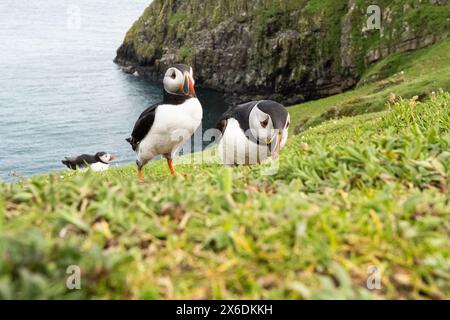 Gros plan de deux macareux marchant vers leur terrier sur l'île Skomer, Pembrokeshire, pays de Galles Banque D'Images