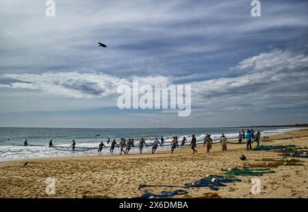 Les pêcheurs sri-lankais pêchent du poisson. Pêcheurs sri-lankais pêchant du poisson. Le filet jeté d'un bateau a, peut-être, un demi-kilomètre Ils le tirent à terre pour at le Banque D'Images