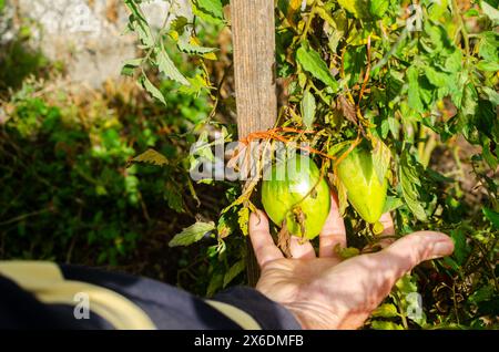 la main d'un homme examinant une tomate non mûre dans son verger Banque D'Images