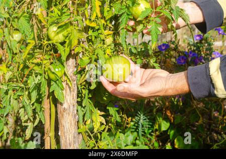 la main d'un homme examinant une tomate non mûre dans son verger Banque D'Images