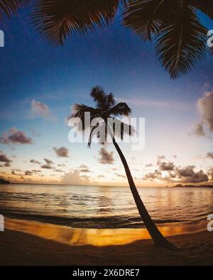 Un coucher de soleil à couper le souffle sur une plage sereine en Martinique, avec des palmiers silhouettes penchés vers la mer des Caraïbes calme. La scène tranquille c Banque D'Images