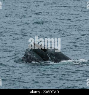 Baleine à bosse faisant surface dans les eaux arctiques près de Longyearbyen, Svalbard Banque D'Images