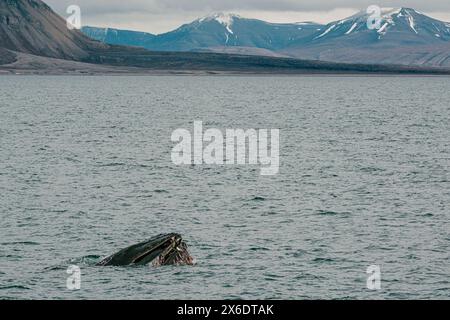 Baleine à bosse faisant surface dans les eaux arctiques près de Longyearbyen, Svalbard Banque D'Images