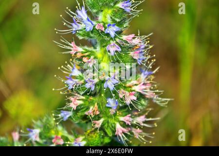 Bugloss, echium (Echium biebersteinii). Steppe sèche avec pâturage intensif des bovins et des moutons, mais cette plante n'est pas consommée car elle est très poison Banque D'Images